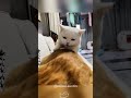 kitten vs cat. cat kitten funnycat funnyanimals funnypets