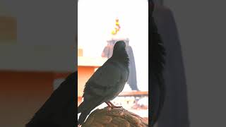 ମୁଁ ତ ବଡ଼ଦେଉଳର ପାରା..ଜୟ ଜଗନ୍ନାଥ 🙏#youtubeshorts #odiabhajanhits #viral #birds #jagannathlover