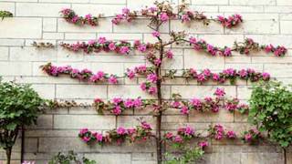 Trellis style in garden art