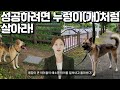 경비견 누렁이의 처세 요령