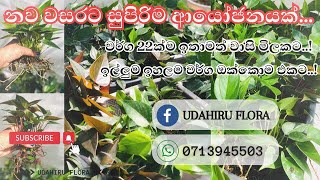 🦋 හැමෝටම ගැලපෙන්න ගෙනාපු සුපිරි පැකේජ් එක | රිසෙල් කරන්න | ගෙදර ලස්සනට වවන්න | නව වගාකරුවන්ට ඔක්කොටම