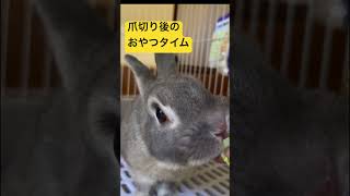 爪切り後のおかしタイム #rabbit #うさぎ #cute