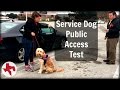 Service Dog Public Access Test Service Dog Public Access Test