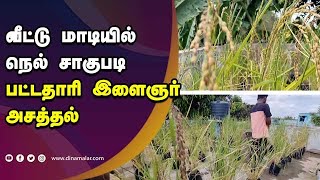 வீட்டு மாடியில் நெல் சாகுபடி  பட்டதாரி இளைஞர் அசத்தல்