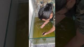 Oscar fish tank cleaning