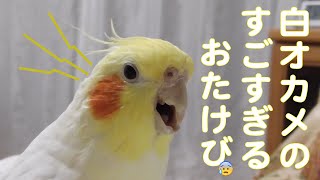 オカメインコは おたけびをあげた！ 動画観た方は ショックをうけた！？