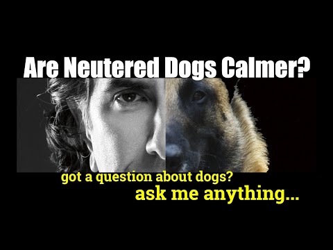 What can I give my male dog to calm him down?