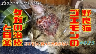 【2024年02月27日】ゴエモン弱る ー 野良猫ゴエモンのケガの治療と目薬＃25