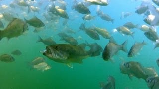 ブラックバスがヘラブナの群れの中でキビナゴを味見【水中映像】