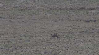 Wild Bactrian Camel in the Great Gobi B Strictly Protected Area, Mongolia