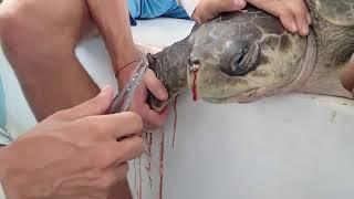 鼻にストローが刺さったウミガメを救助