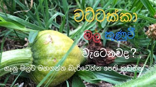 How to get pumpkins off a single plant. මල කුණු වී වැටීම වලක්වා වට්ටක්කා ගෙඩි ලබාගැනීම