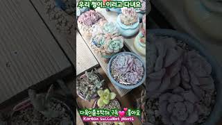 키핑장 다육이 수난기 ~  우리 쩡이가 요러고 다녀요! #다육식물 #다육이들 #다육화분