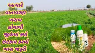 જીરામાં વાતાવરણ ખરાબ હોવાથી ક્યો છંટકાવ કરવો Jira me vatavaran kharab ho Kiya santakav karavo