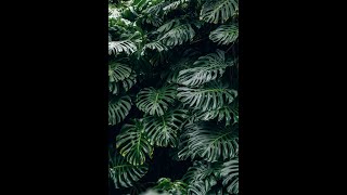 HUGE MONSTERA PLANT