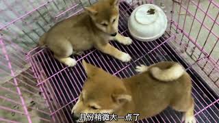 标准柴犬和豆柴到底有什么不同