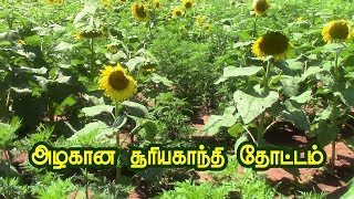 அழகான சூரியகாந்தி தோட்டம் |  Sunflower Garden at West Virginia USA