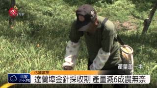 東部鬧乾旱 花蓮金針產量減6成 2014-09-15 TITV 原視新聞