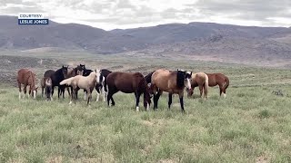 Idaho Bureau of Land Management will gather up wild horses this week