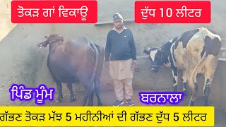 77105,38810,ਤੋਕੜ ਗੱਭਣ ਮੱਝ ਤੇ ਗਾ ਤੋਕੜ ਵਿਕਾਊ #cow #🐄🐃👈👌💯🙏🙏🙏🙏🙏