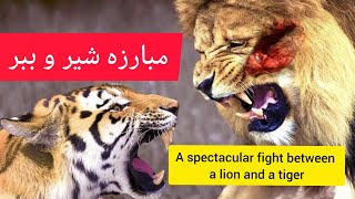 مبارزه دیدنی شیر و ببر A spectacular fight between a lion and a tiger