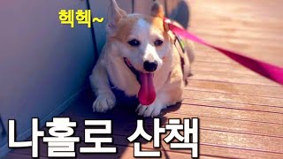 [episode] 산책 브이로그 |  웰시코기 봉순이의 하루  @1000stv