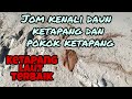 jom kenal daun dan pokok ketapang