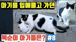 밥을주던 길고양이 새끼를 입에물고가던 복순이의 4마리 새끼들은?  mother cat moving kitten