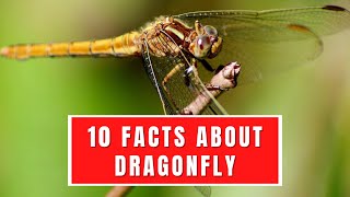 10 INTERESTING FACTS ABOUT DRAGONFLY