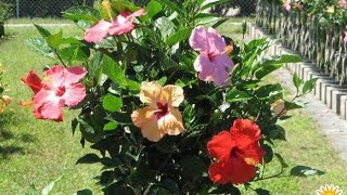 5 Super Colours On 1 Hibiscus Plant