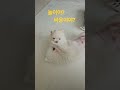 똥꼬발랄 아기댕댕이 강아지 puppy 포메라이안 pomeranian 반려견 아기 반려동물 댕댕이