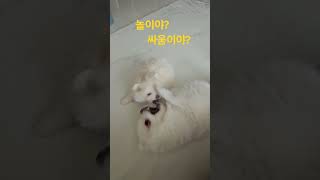 똥꼬발랄 아기댕댕이 #강아지 #puppy #포메라이안 #pomeranian #반려견 #아기 #반려동물 #댕댕이