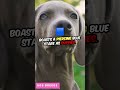 beautiful dog breeds with stunning blue eyes dog shorts shortvideo