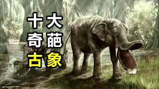 大象曾有四根象牙？大像差點進化成河馬？最長的象牙有多長？