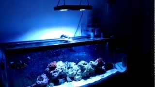 Saltwater Reef Tank with new Ecotech Radion XR30w update