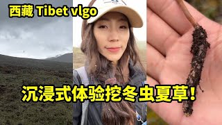 西藏 Tibet vlgo 只有极少数地区才能举办的挖冬虫夏草的比赛丨冬虫夏草丨藏雨丨骑马丨