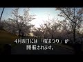 西神中央公園！一千本の桜！サイクリングへ行って来ました！