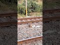 monkey on train track. travelvlog shorts