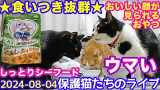 2024ｰ08−04 保護猫たちの「ほっこり猫ライブ」ハッチ＆マック＋黒猫めめ＋がんサバイバーママ Cat live Stream in Japan -Cat Life TV