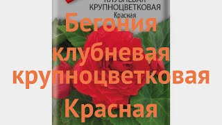 Бегония клубневой Крупноцветковая Красная 🌿 обзор: как сажать, семена бегонии