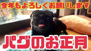 【vlog】黒パグのお正月/おせちにお年玉に最高だぜ【パグの日常】#065