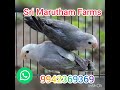 srimaruthamfarms maruthambirdsfarm