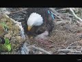 eaglets at west end nest feeding bonking and a pip 03.12.2024 explore.org