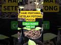 HARI PERTAMA SETELAH POTONG PUCUK | USIA CABAI 24 HST