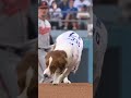 Decoy fetched the first pitch tonight for Shohei Ohtani! 🥺🐶