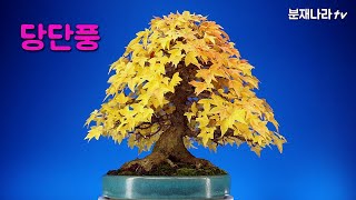 분재,당단풍,Acer pseudosieboldianum,Manshurian fullmoon maple,盆栽,bonsai, 분재나라tv