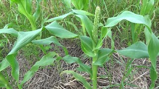 【自然農】2023年6月7日 スイートコーン穂が出た・生姜発芽！【natural farming】