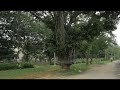 old tree opposite hcu main gate on old bombay road