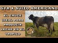 GYR X SUIZO AMERICANO (El cruce ideal para producir leche en el Tropico)