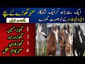 Tent Pegging Beautiful Horses Breed || Pakistani Famous Horses || Ambar Horse Breed || WW Farms